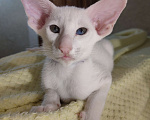Кошки в Набережных Челнах: Ориентальные котята Девочка, Бесплатно - фото 6