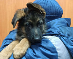 Собаки в Ульяновске: ЭЛИТНЫЕ ЩЕНКИ от заводчика Мальчик, 50 000 руб. - фото 1