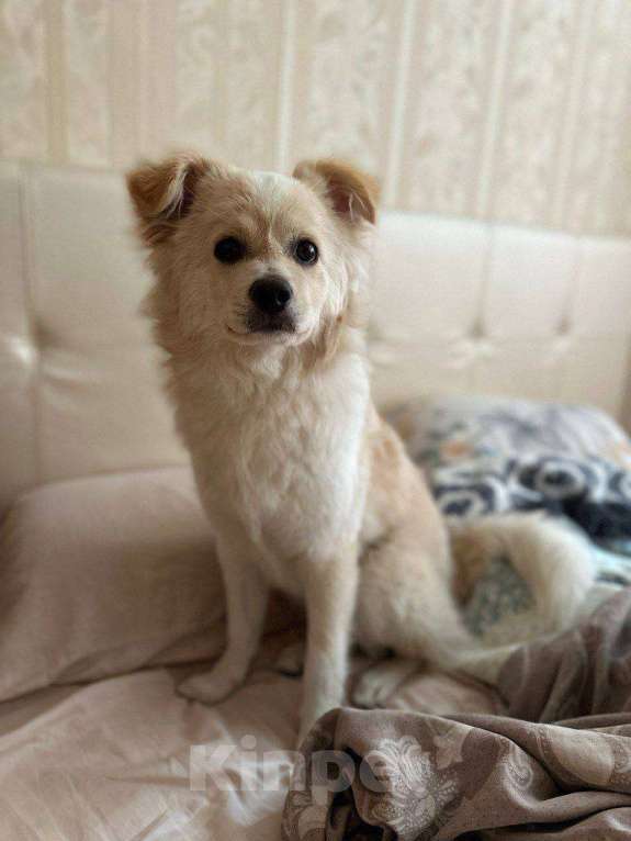 Собаки в Москве: Обратите внимание на пушистый комочек нежности под говорящим именем Персик!  Мальчик, Бесплатно - фото 7