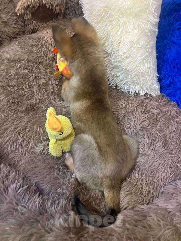 Собаки в других городах Московской области: Месси якутенок из ппбж Мальчик, Бесплатно - фото 3