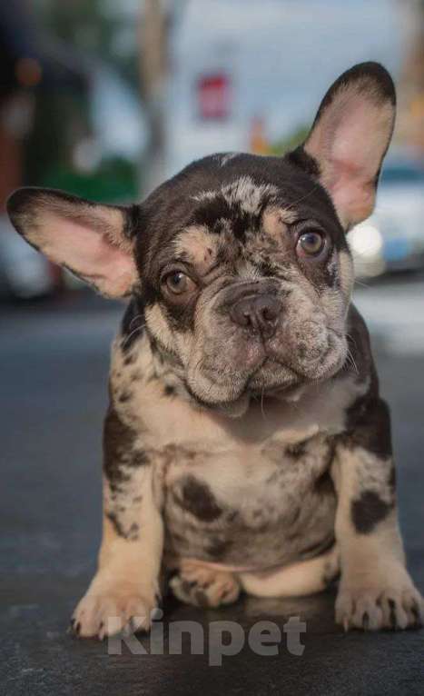 Собаки в Москве: Шоколадный мрамор Мальчик, 70 000 руб. - фото 1