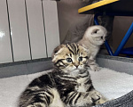 Кошки в других городах Московской области: Шотландская вислоухая кошечка Девочка, 18 000 руб. - фото 2