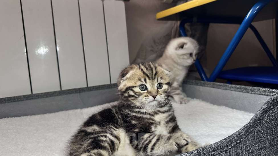 Кошки в других городах Московской области: Шотландская вислоухая кошечка Девочка, 18 000 руб. - фото 2