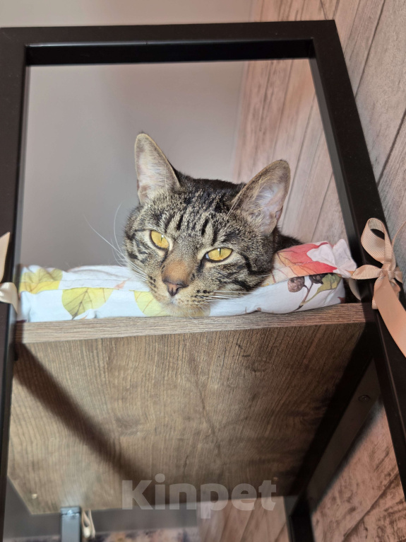 Кошки в Санкт-Петербурге: Шикарная кошка в добрые руки Девочка, Бесплатно - фото 7