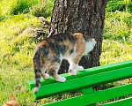 Кошки в Санкт-Петербурге: Котенок девочка Девочка, Бесплатно - фото 3