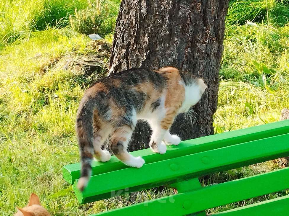 Кошки в Санкт-Петербурге: Котенок девочка Девочка, Бесплатно - фото 3