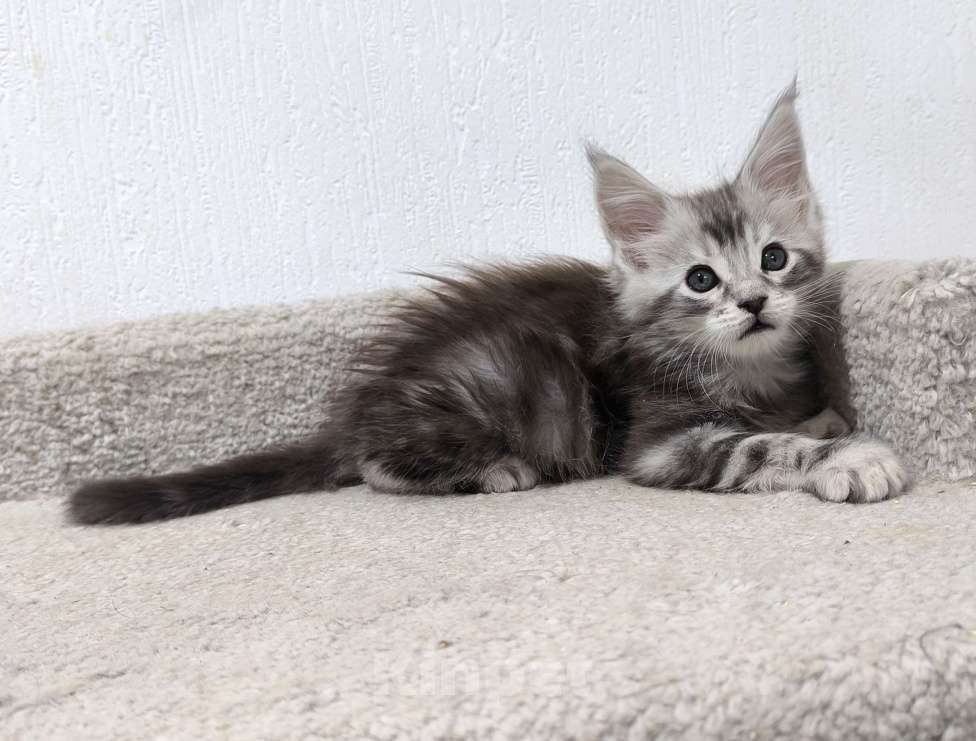 Кошки в Санкт-Петербурге: Котенок мейн-кун полидакт 6/6/5/5 Мальчик, 80 000 руб. - фото 3