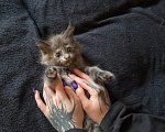 Кошки в Чите: Котенок МЕЙН КУН девочка Девочка, 20 000 руб. - фото 7
