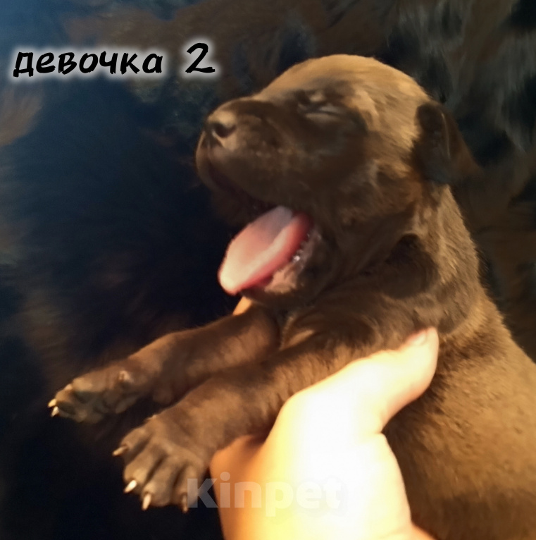 Собаки в Рязани: Щенки АПБТ Разнополые, Бесплатно - фото 3