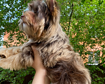 Собаки в Москве: Йоркширский терьер шоколадный  Мальчик, 47 000 руб. - фото 2