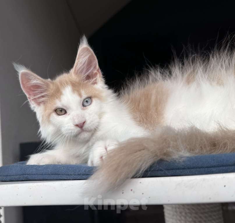 Кошки в Москве: Кот Мейн Кун Veyron Foxy Мальчик, 120 000 руб. - фото 4