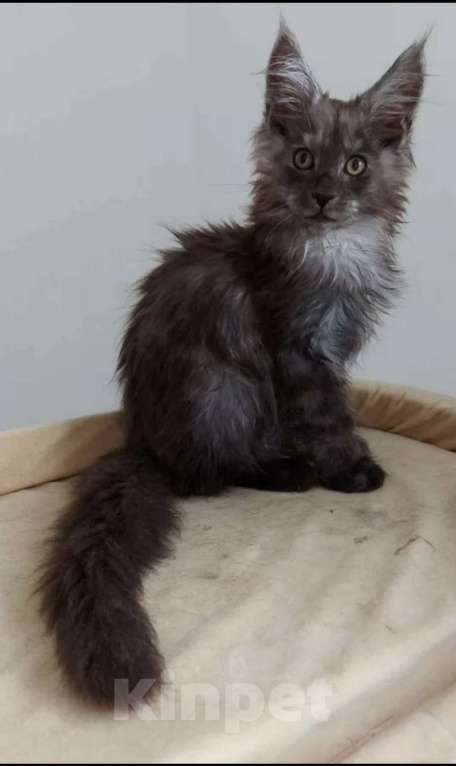 Кошки в Павловском Посаде: Мейн-кун мальчик 2 месяца Мальчик, 37 000 руб. - фото 5