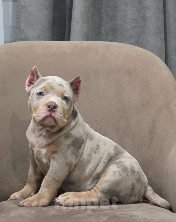 Собаки в Москве: Американский булли Девочка, 150 000 руб. - фото 2