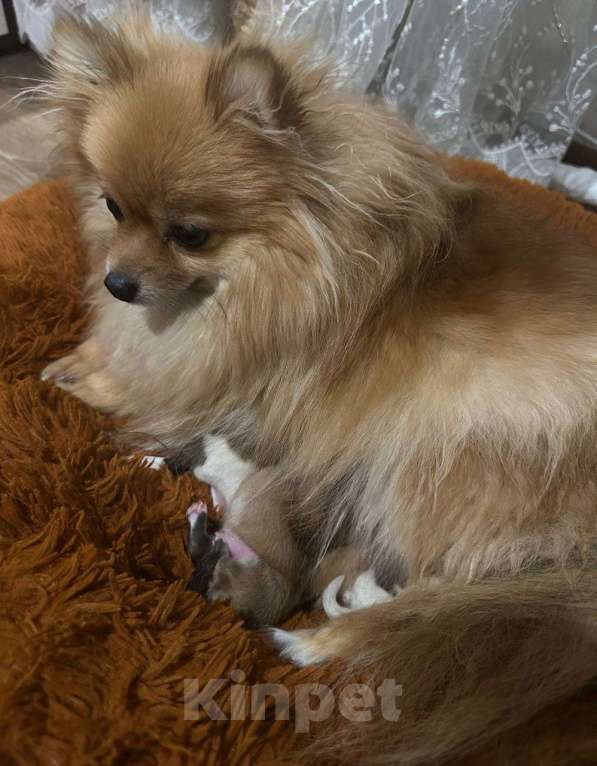 Собаки в Тюмени: Немецкий шпиц щенок мальчик Мальчик, 40 000 руб. - фото 10