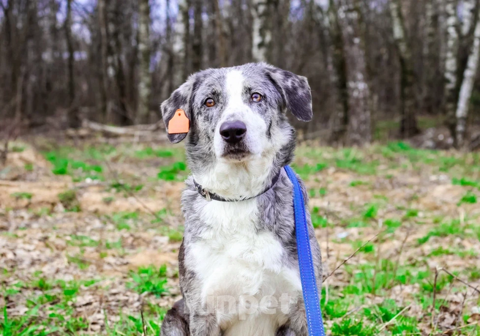 Собаки в Москве: Бетти в добрые руки Девочка, Бесплатно - фото 2