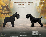 Собаки в Москве: Щенки цвергшнауцера черного окраса, девочки Девочка, 100 000 руб. - фото 4