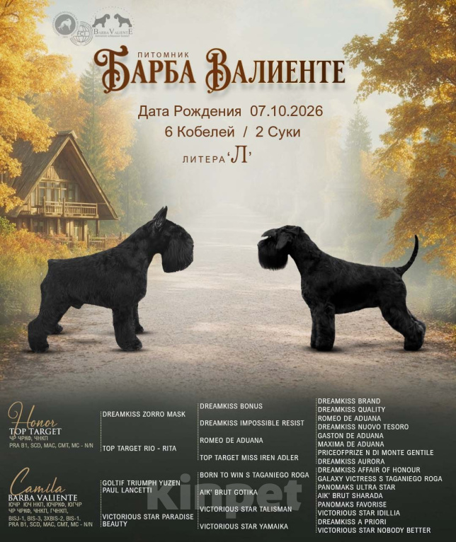 Собаки в Москве: Щенки цвергшнауцера черного окраса, девочки Девочка, 100 000 руб. - фото 4