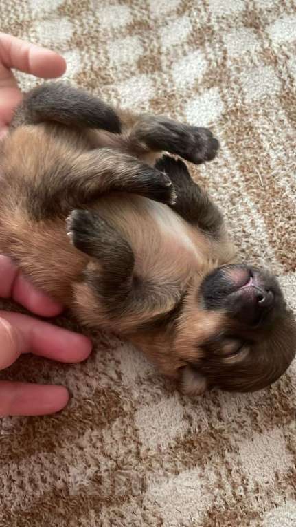 Собаки в Иркутске: Померанский шпиц Мальчик, 25 000 руб. - фото 2