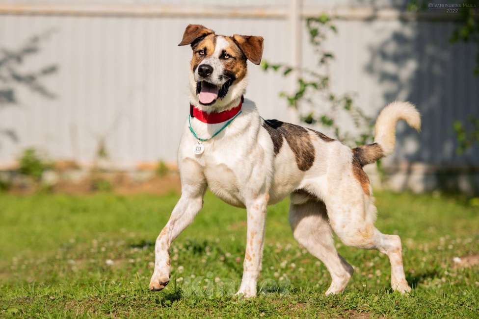 Собаки в Наро-Фоминске: Марио - самый добрый пес Мальчик, Бесплатно - фото 6