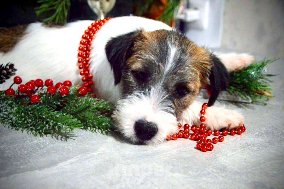 Собаки в Москве: Девочка Джек Рассел терьер  Девочка, 65 000 руб. - фото 3