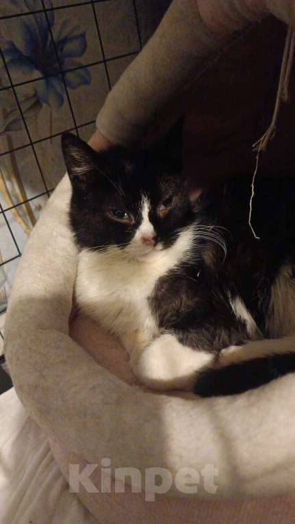 Кошки в Санкт-Петербурге: Танечка Девочка, Бесплатно - фото 3