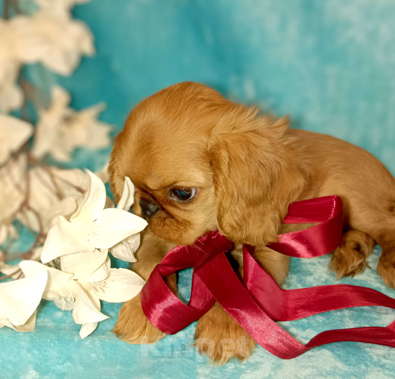 Собаки в Москве: Кайли Девочка, 55 000 руб. - фото 2