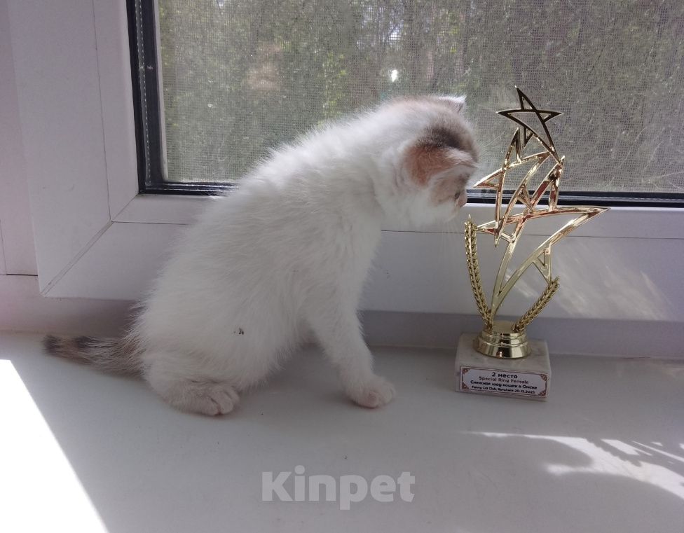 Кошки в Омске: Шотландская девочка Девочка, 10 000 руб. - фото 4
