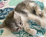 Кошки в Пензе: Ищем дом Мальчик, Бесплатно - фото 4