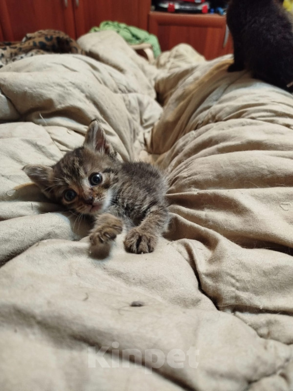 Кошки в Калуге: Котенок Мальчик, Бесплатно - фото 3