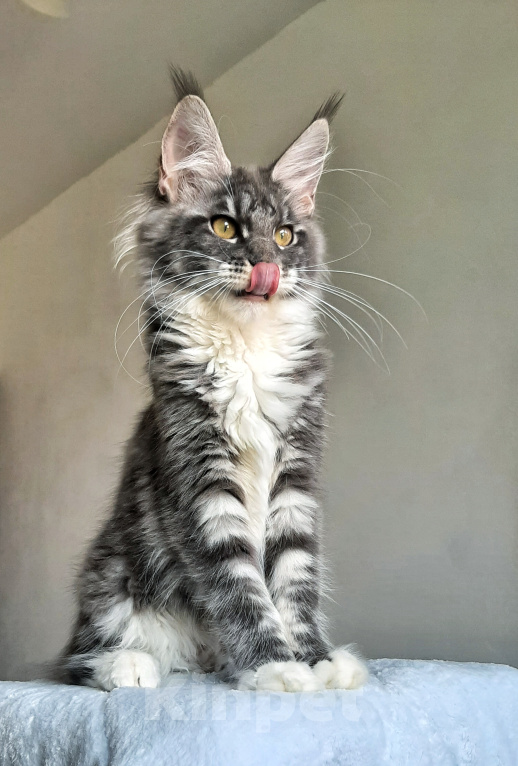 Кошки в Краснодаре: Котенок мейн-кун Девочка, 38 000 руб. - фото 4