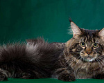 Кошки в Новосибирске: Титулованный кот мейн-кун на вязку, 15 000 руб. - фото 10