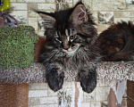 Кошки в Весьегонске: очаровательные мейн куны-рысята, 10 000 руб. - фото 6