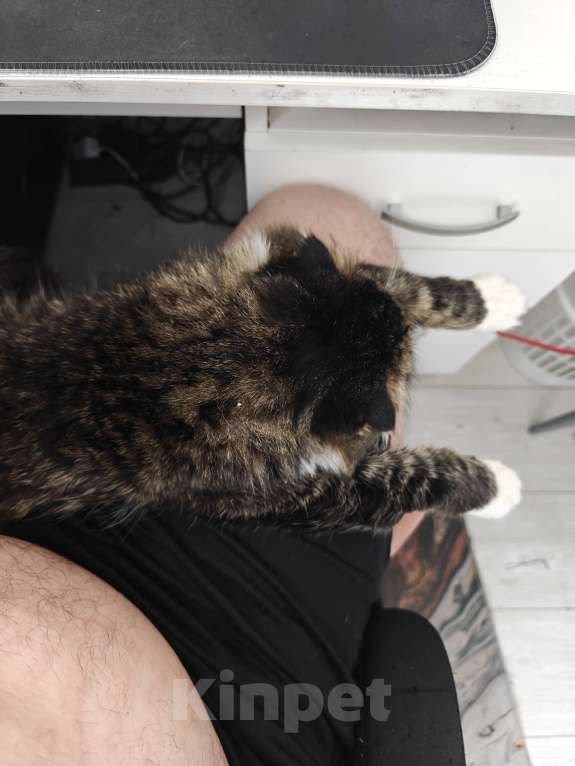 Кошки в Москве: В добрые руки Мальчик, Бесплатно - фото 3