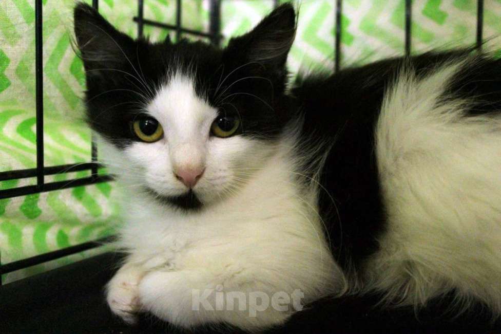 Кошки в Санкт-Петербурге: Маленький, робкий, пушистый котёнок Девочка, Бесплатно - фото 2