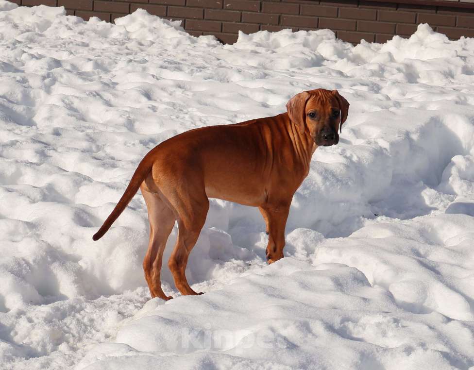 Собаки в Москве: Девочка Родезийского Риджбека Девочка, Бесплатно - фото 9