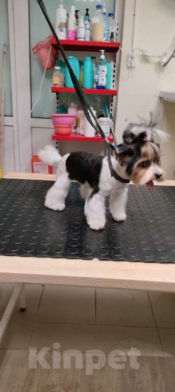 Собаки в Фокино: Щенки бивер-йорка Разнополые, 60 000 руб. - фото 5