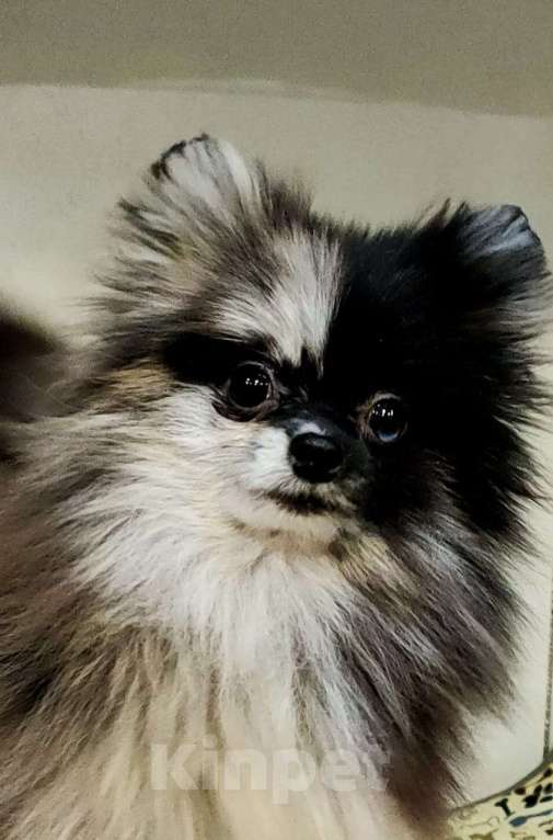 Собаки в Новокузнецке: Мальчик - Померанчик! Мальчик, 30 000 руб. - фото 4