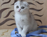 Кошки в Санкт-Петербурге: Вислоухий короткошерстный шотландский котенок Мальчик, 30 000 руб. - фото 1