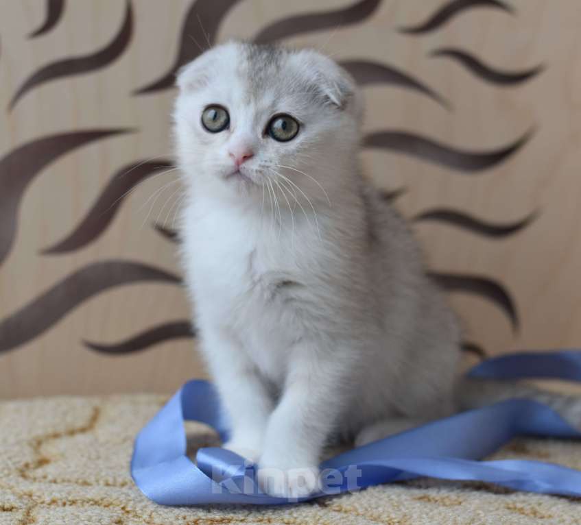 Кошки в Санкт-Петербурге: Вислоухий короткошерстный шотландский котенок Мальчик, 30 000 руб. - фото 1