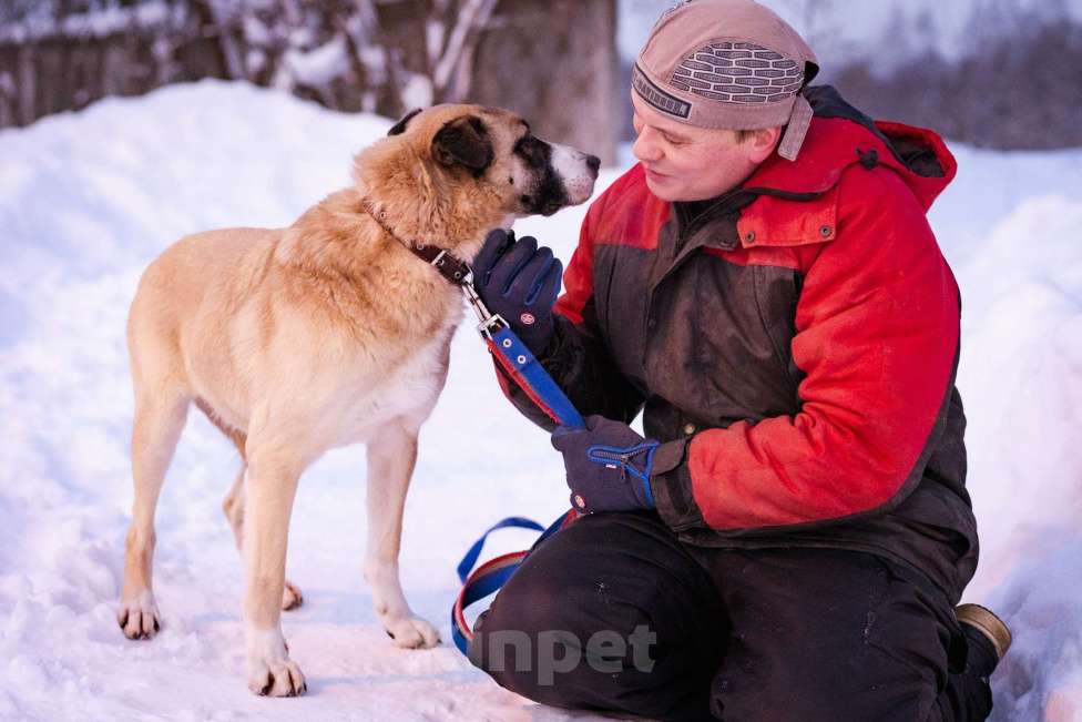 Собаки в Москве: Ханна ждёт своих людей в приюте Девочка, Бесплатно - фото 7
