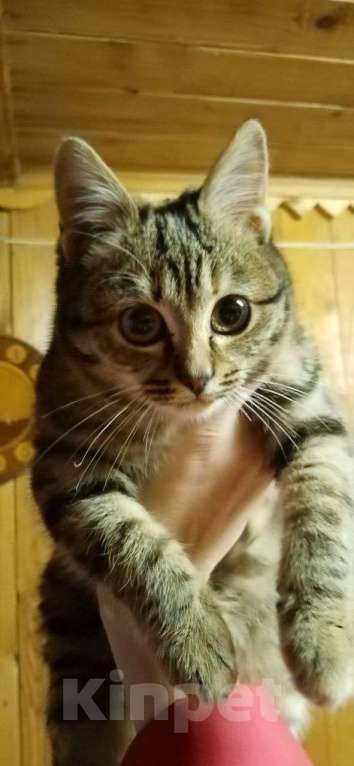 Кошки в Москве: котенок Герда ищет дом Девочка, Бесплатно - фото 7