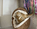 Кошки в Звенигороде: Солнечный рыжий котенок ищет заботливую семью Мальчик, Бесплатно - фото 5