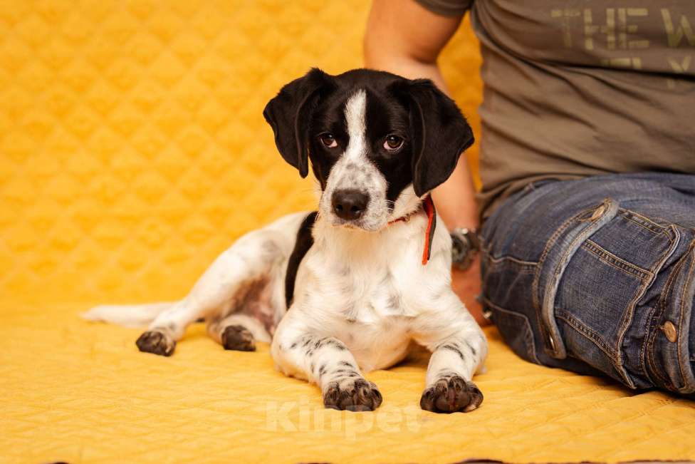 Собаки в Москве: Щенок маленькой собаки Мальчик, Бесплатно - фото 8