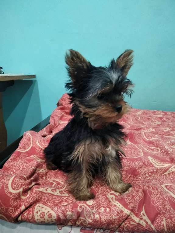 Собаки в других городах Тульской области: Продаётся Волчок Мальчик, 25 000 руб. - фото 1