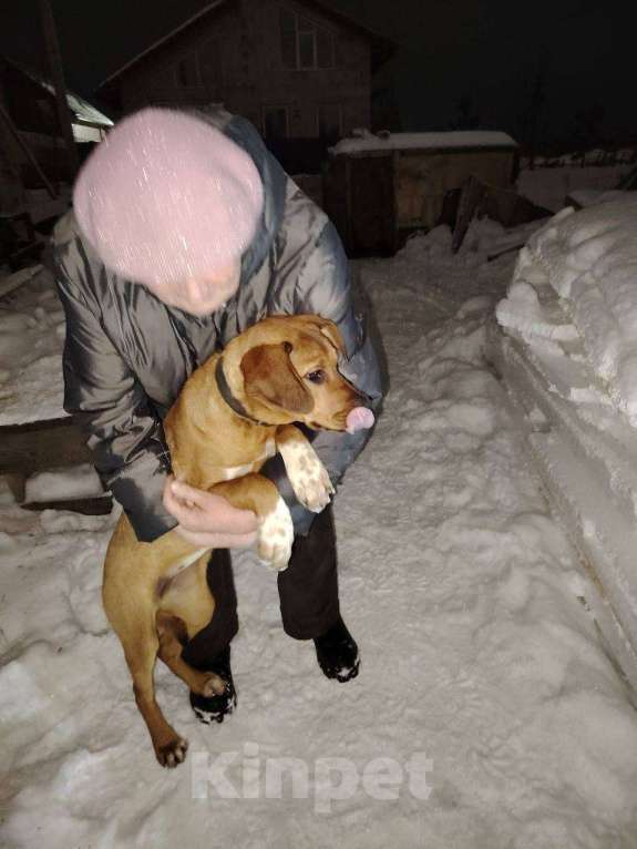 Собаки в Новосибирске: Девочки родезийский Девочка, 1 000 руб. - фото 5