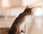 Кошки в Орле: Абиссинские котята Девочка, 25 000 руб. - фото 5