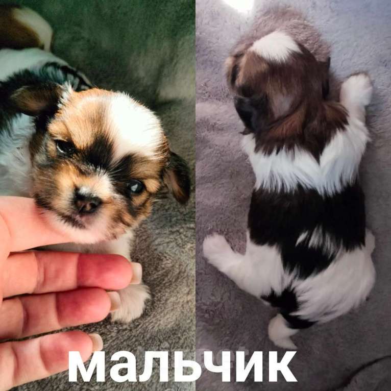 Собаки в Фокино: Щенки бивер-йорка Разнополые, 60 000 руб. - фото 3