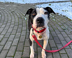 Собаки в Москве: Идеальная ласковая питбуль Розочка в добрые руки Девочка, 1 руб. - фото 9
