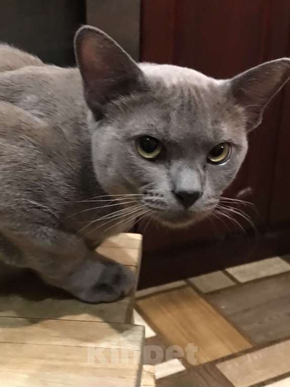 Кошки в Москве: Бурманский кот вязка Мальчик, 8 000 руб. - фото 1