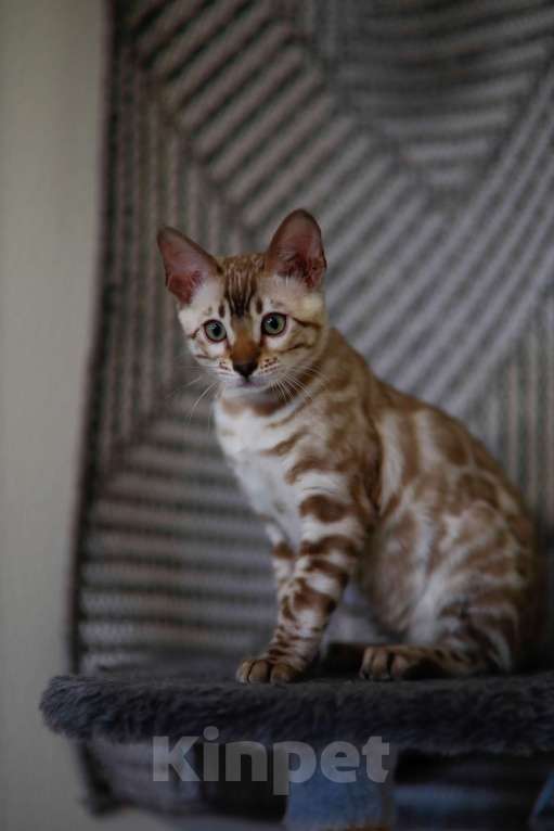 Кошки в Москве: Бенгальский котёнок  Мальчик, 90 000 руб. - фото 6